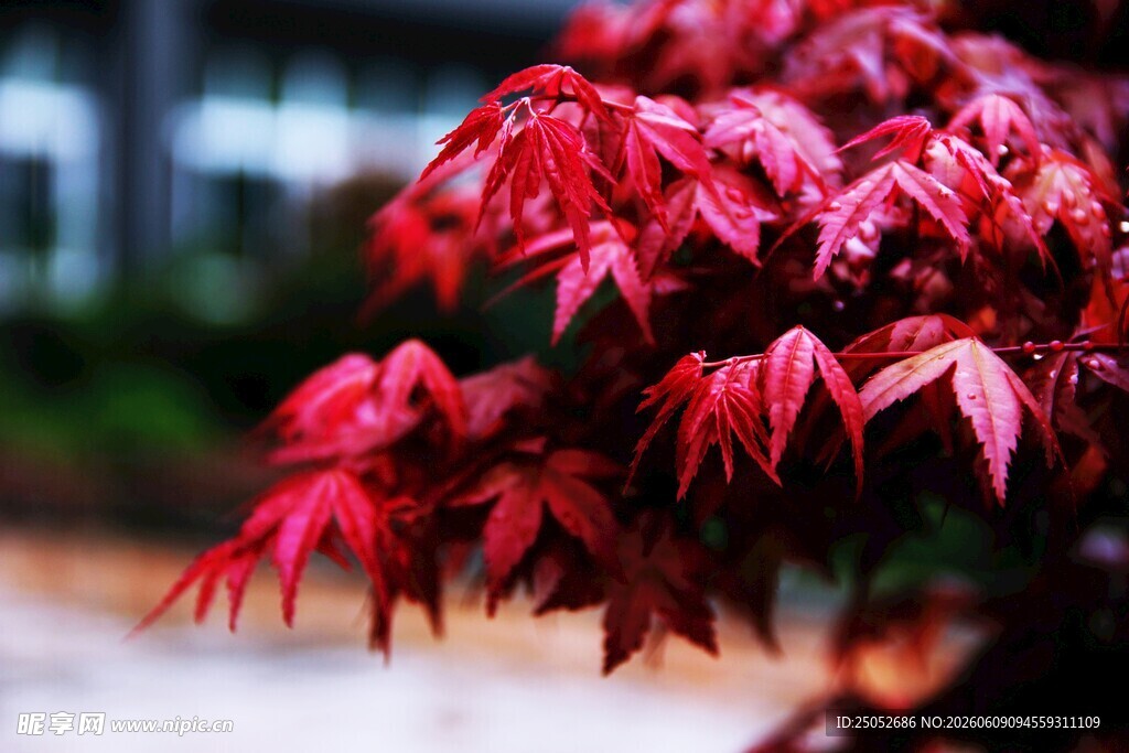 艳丽红枫叶特写
