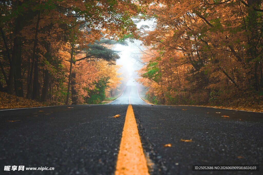 秋日林间公路光影之美