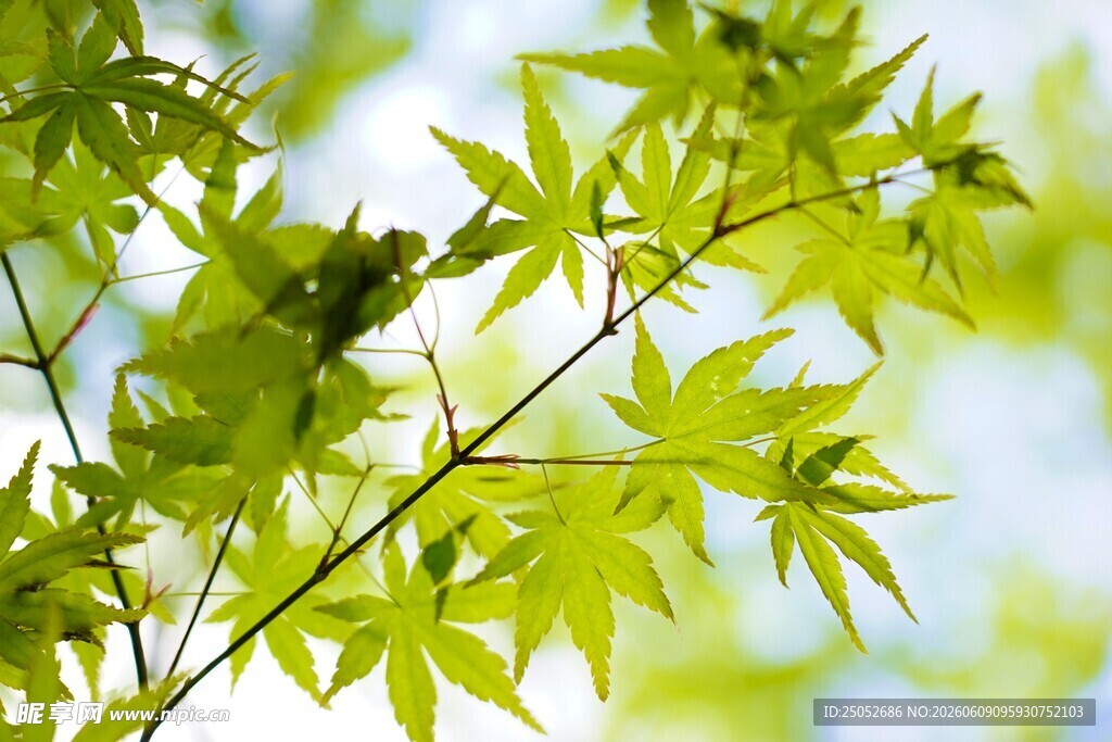 嫩绿枫叶枝头展新姿