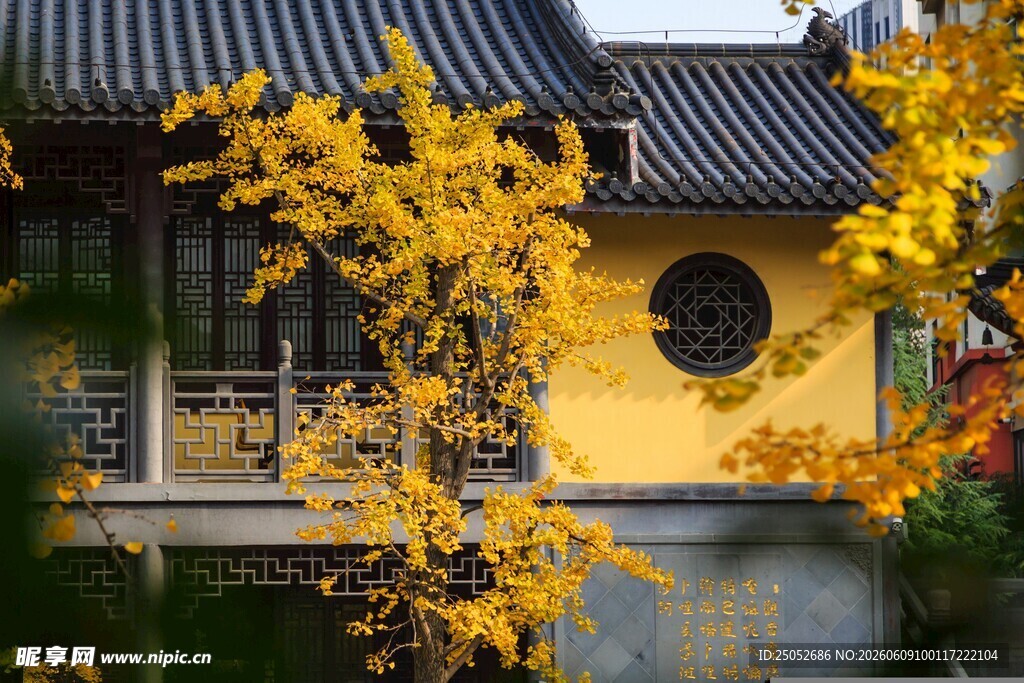 古建旁金黄秋叶景致