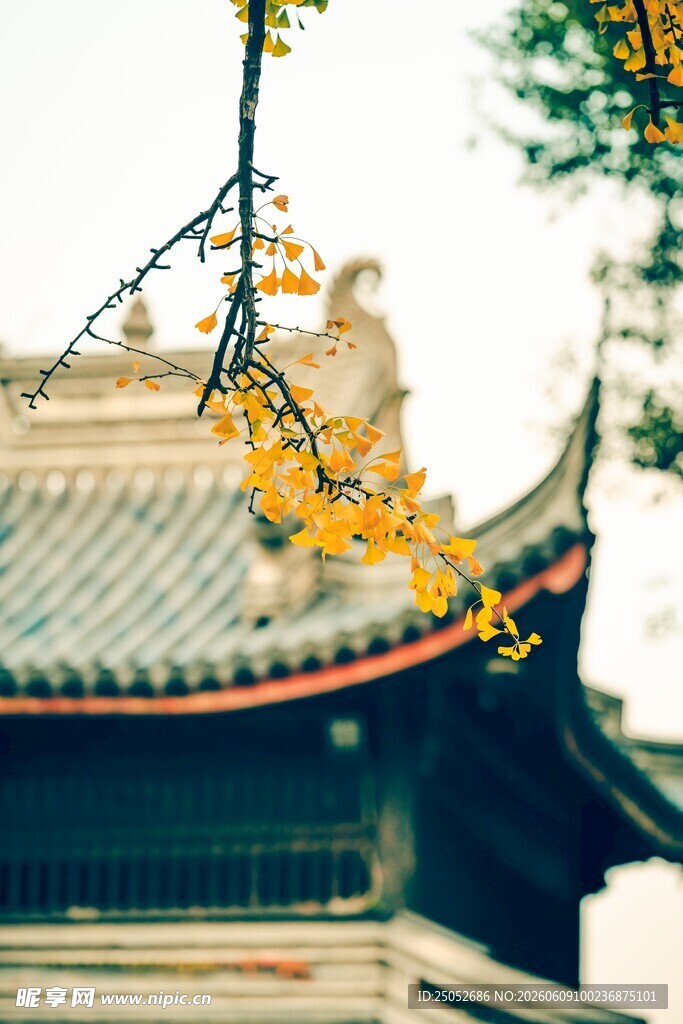 古建屋檐下的金黄秋叶