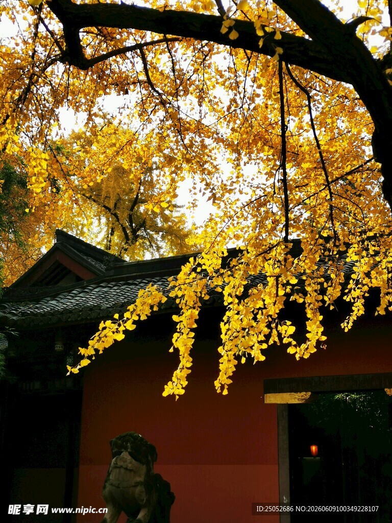 古建旁秋叶金黄美景