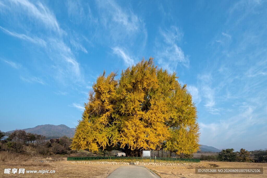 秋日孤树蓝天旷野之景
