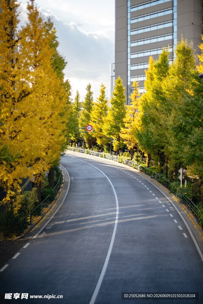 秋日林荫下的蜿蜒道路