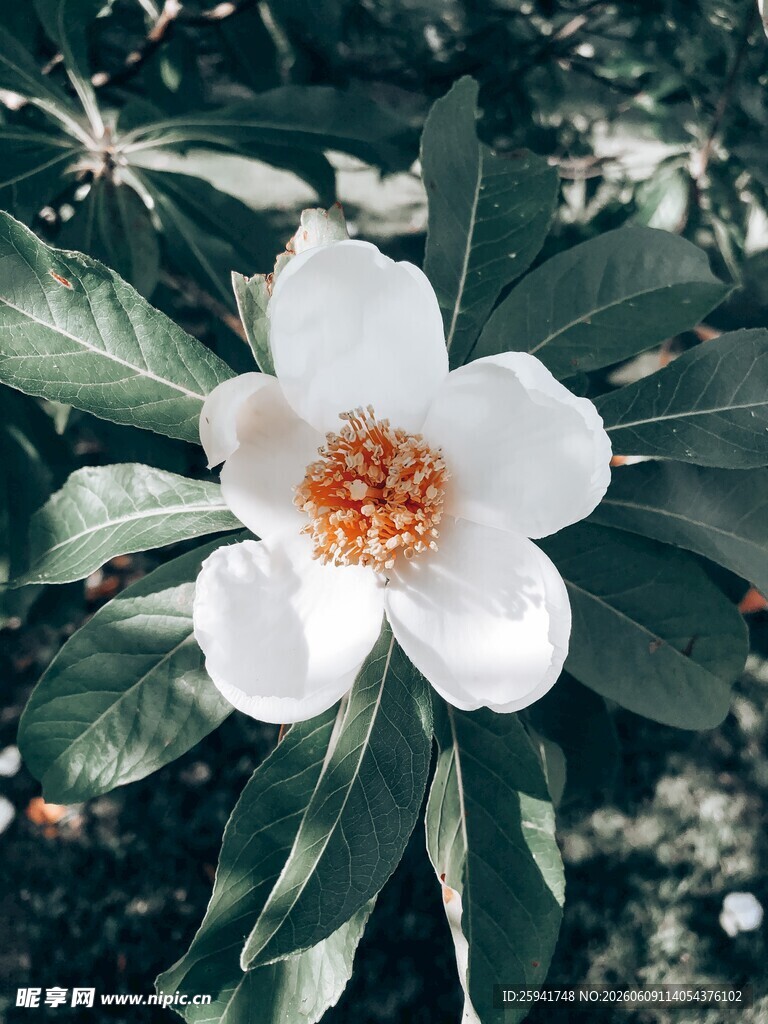 白色花朵绿叶相伴