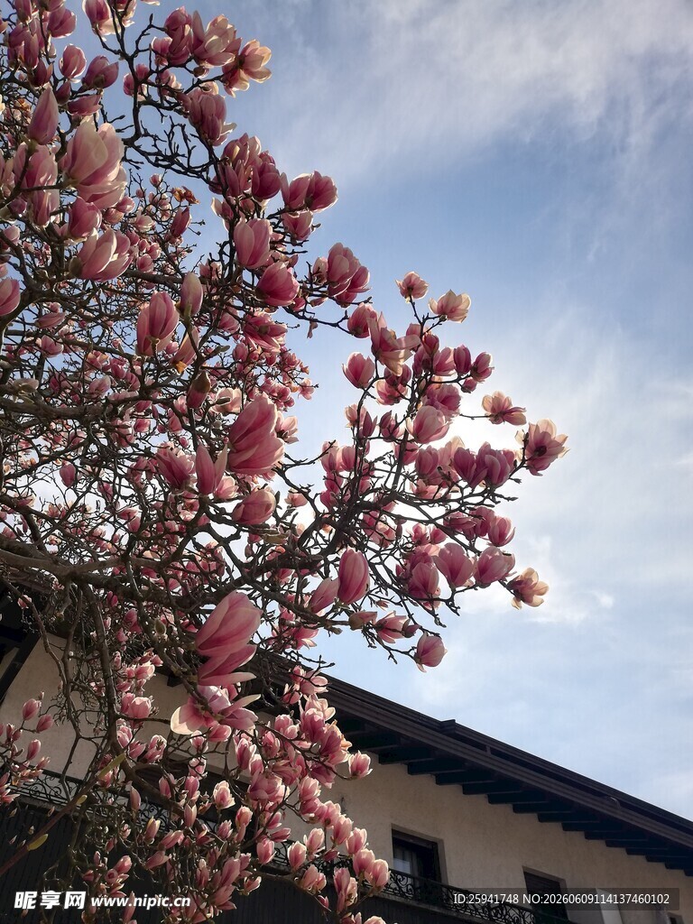 盛开的玉兰花与建筑