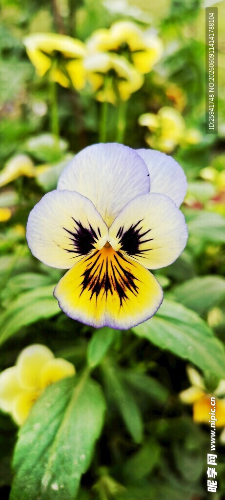 三色堇花朵特写