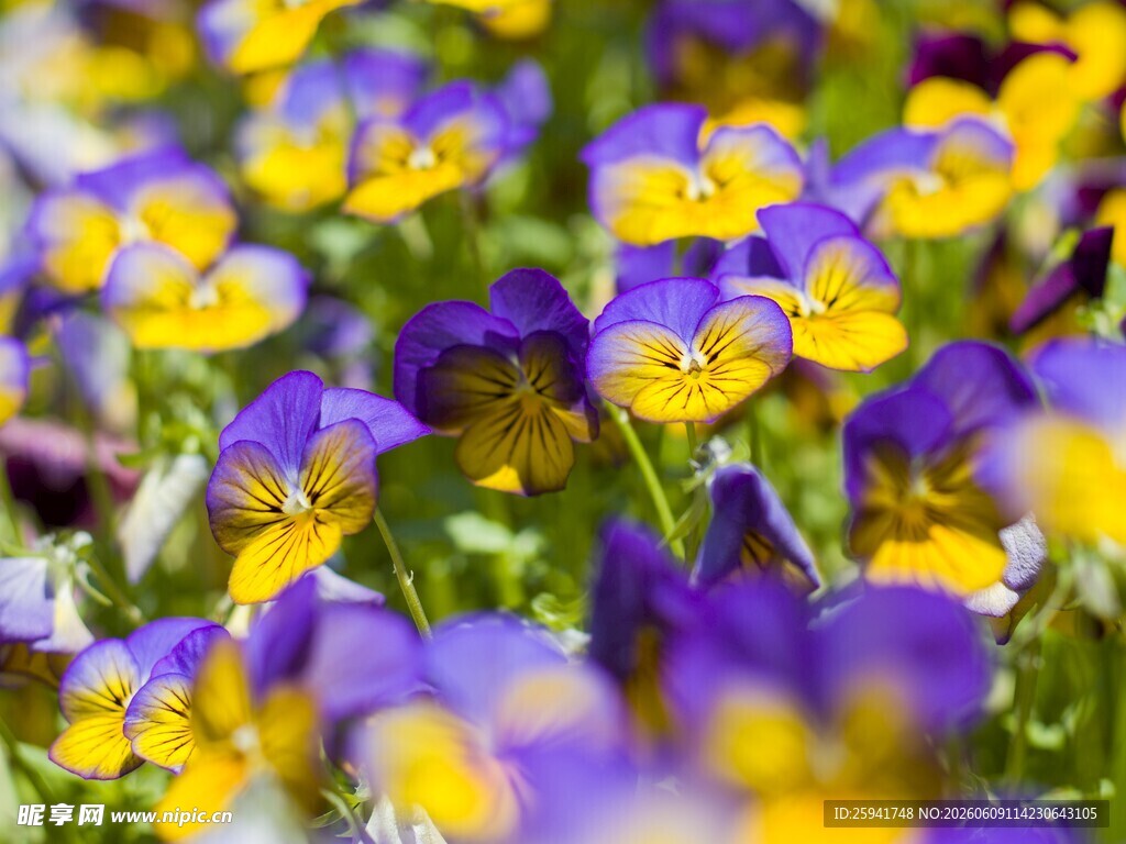 三色堇花卉特写