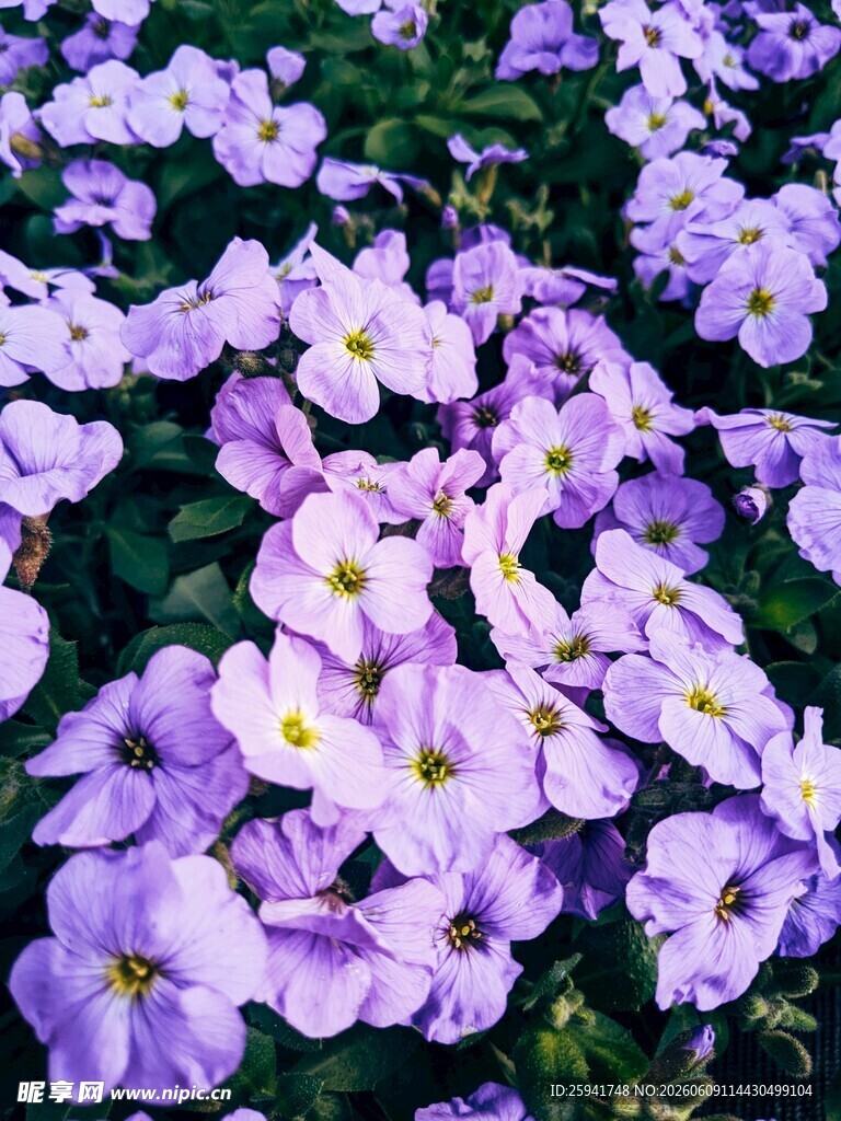 紫色小花绽放的美丽瞬间