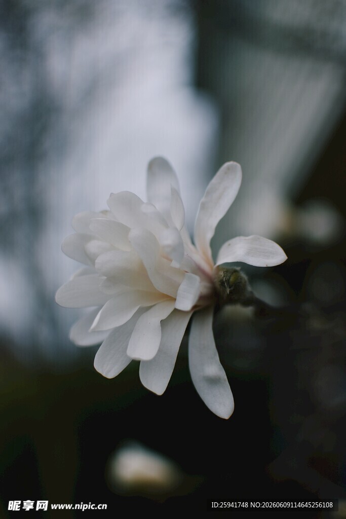 洁白玉兰花绽放枝头