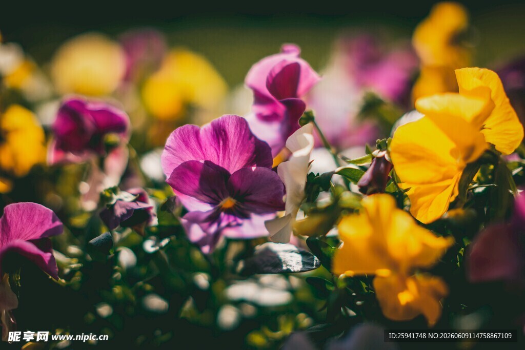 多彩三色堇绽放美丽瞬间