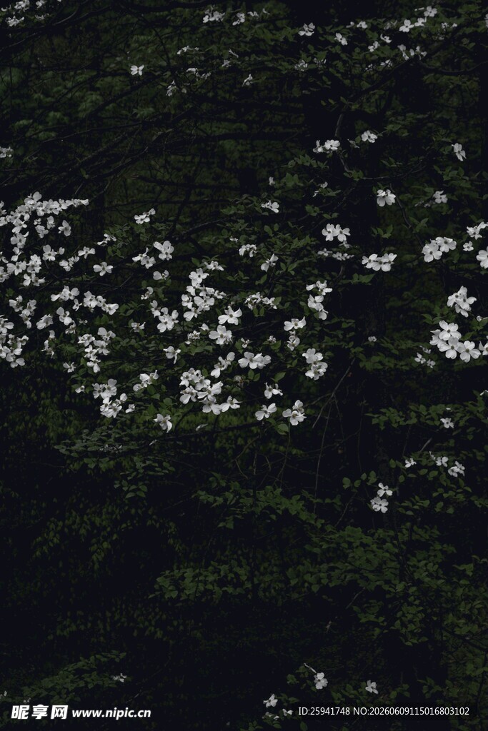 空中俯瞰繁茂树林与白花