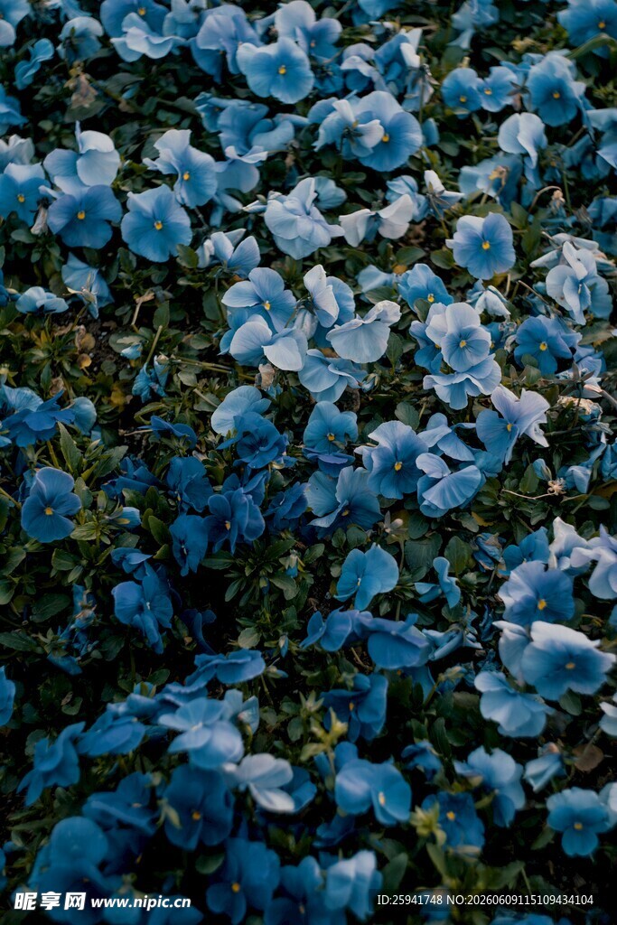蓝色花朵簇拥的美丽景象