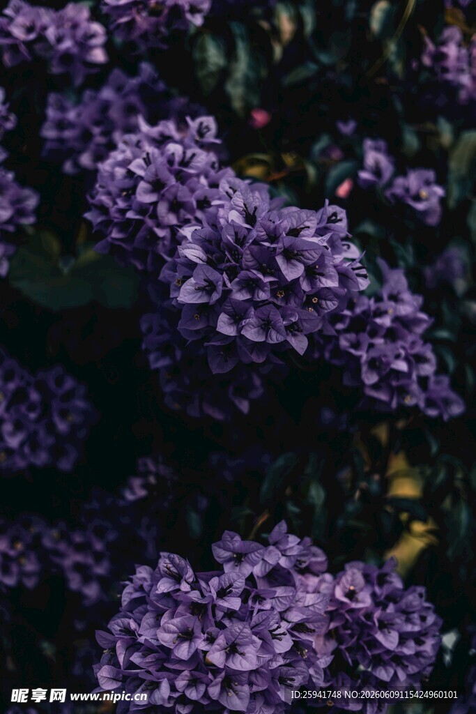 紫色繁花绽放