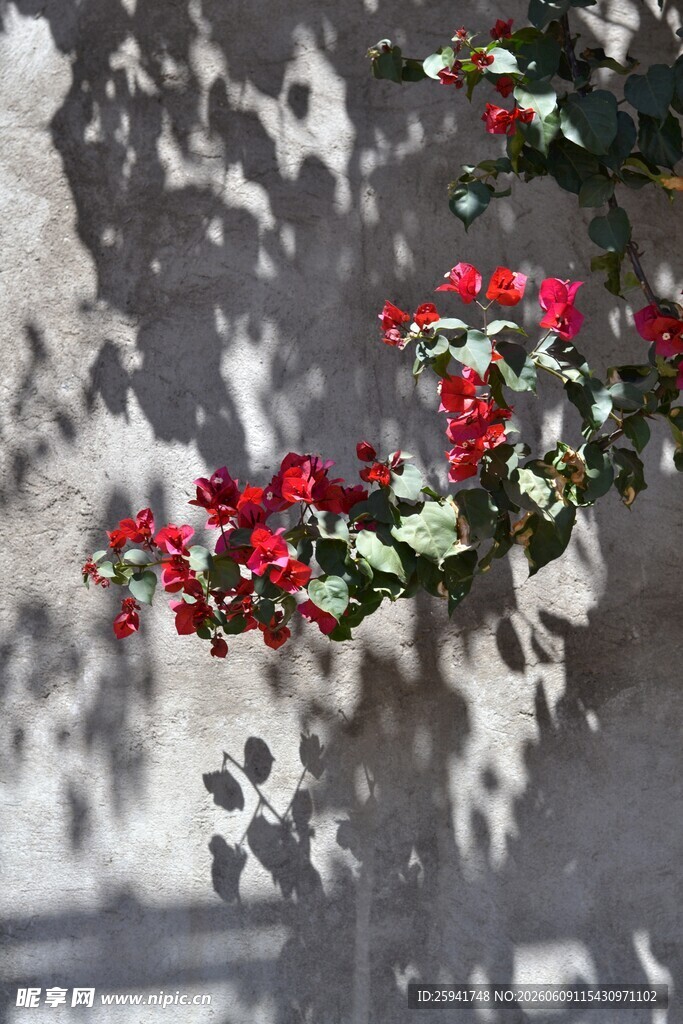 墙边红果绿叶的美丽景致