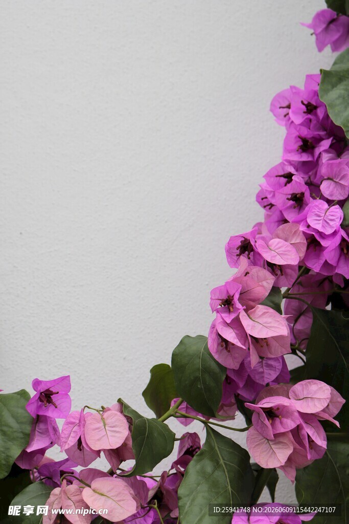 紫色绣球花角落特写
