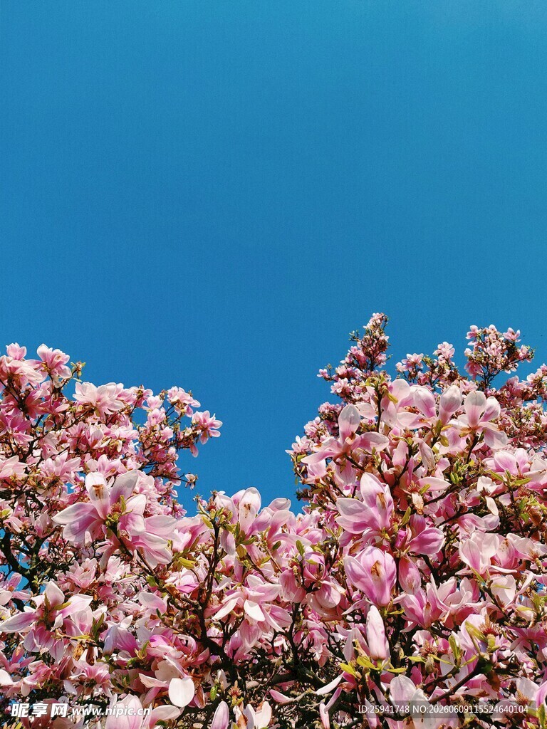 蓝天映衬下的绚烂繁花
