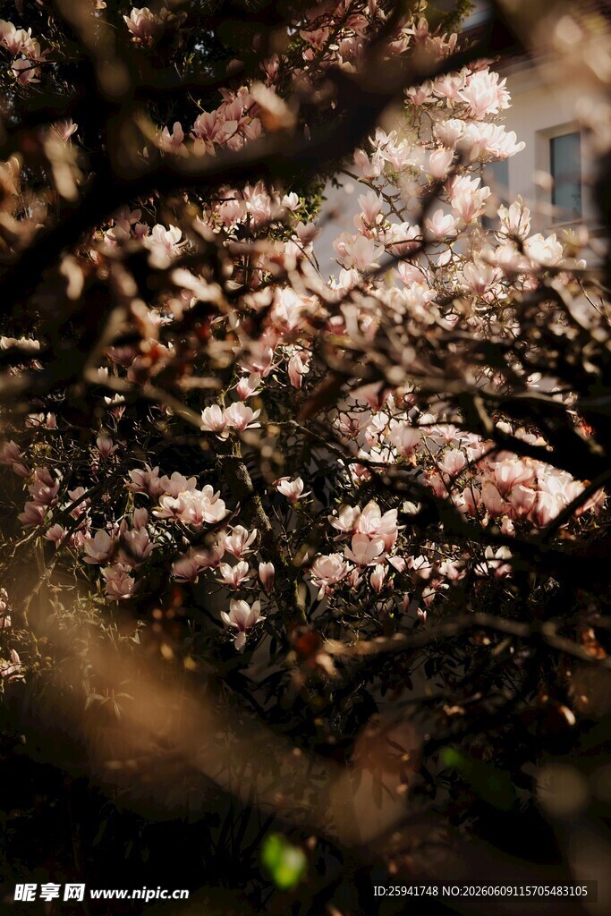 繁花满枝的美丽樱花树