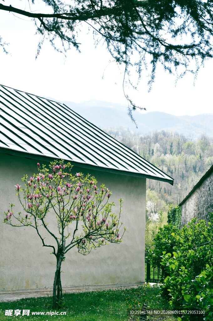 乡村小屋旁的孤树
