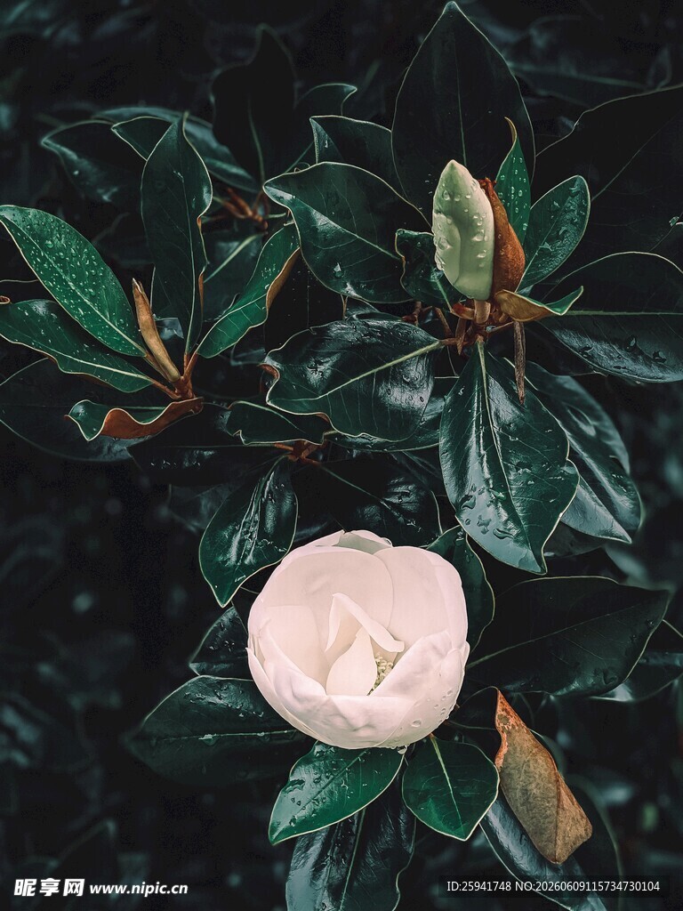 素雅玉兰花绿叶相衬美