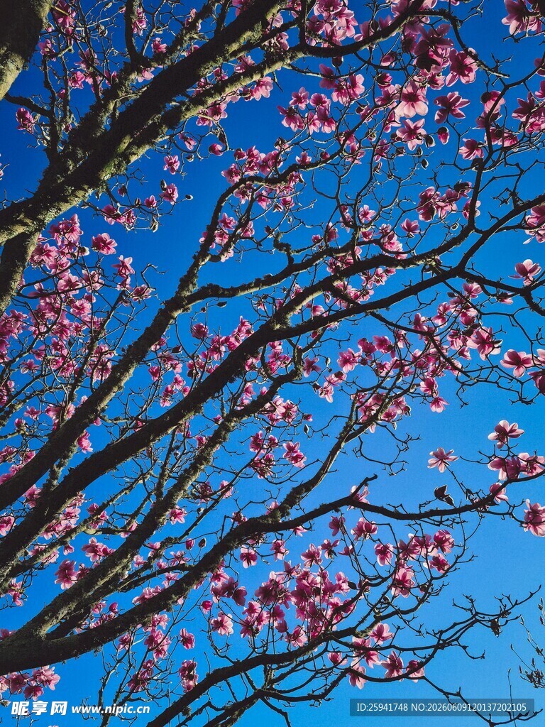 蓝天映衬下的粉嫩花枝