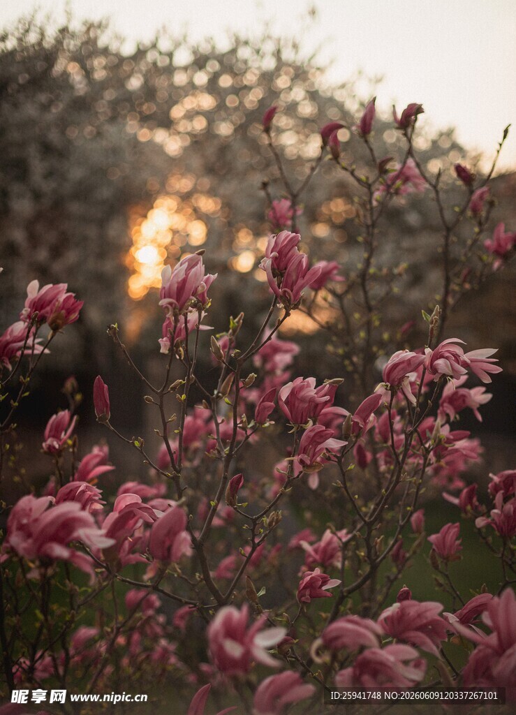 夕阳下绽放的娇艳花朵