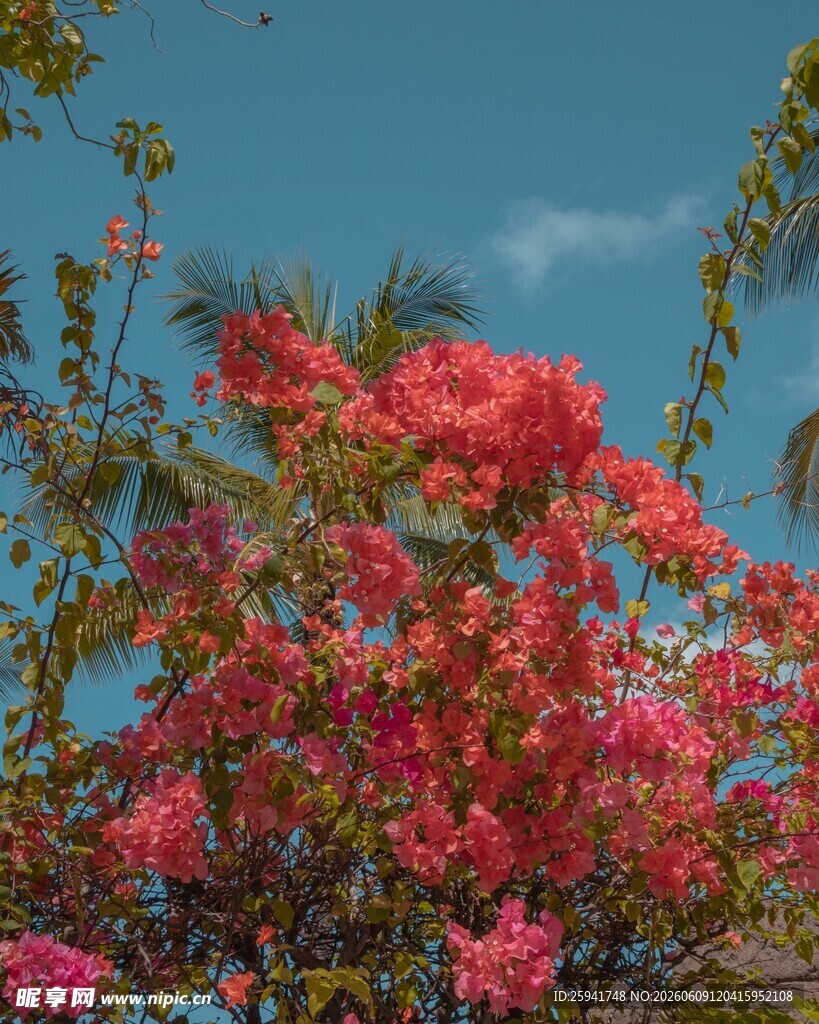 艳丽红花映蓝天