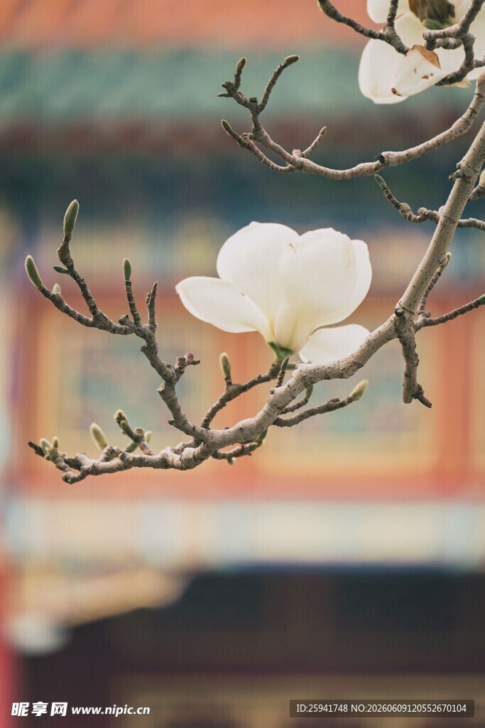 古建旁绽放的玉兰花