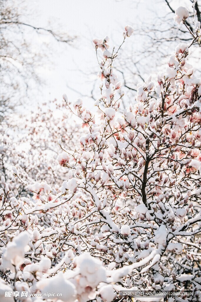 雪中绽放的烂漫粉色花朵
