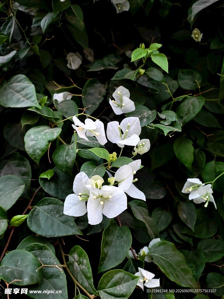 白色花朵点缀绿叶间