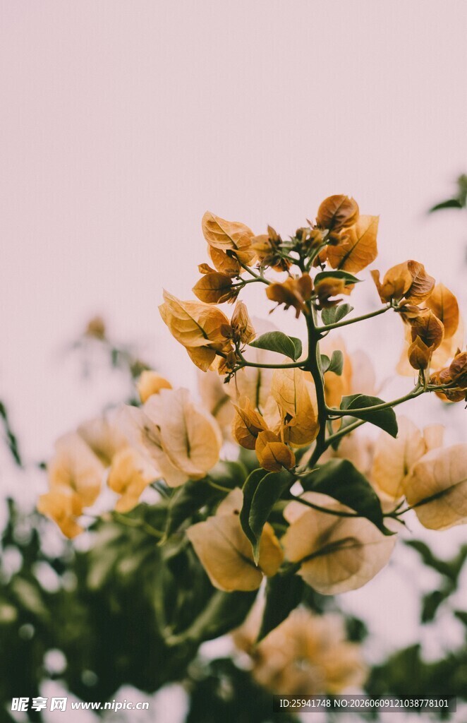 金黄花朵绽放枝头