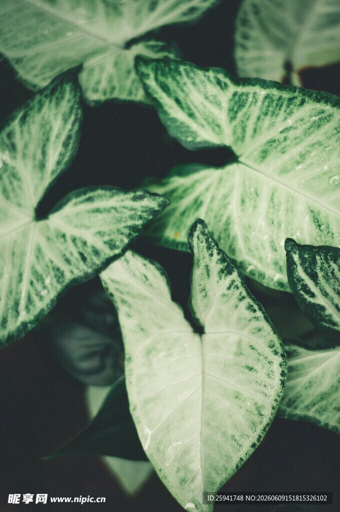 翠绿斑纹叶片植物特写