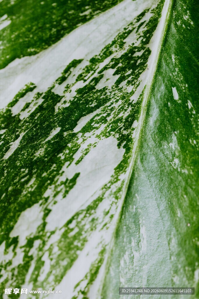 绿叶纹理特写