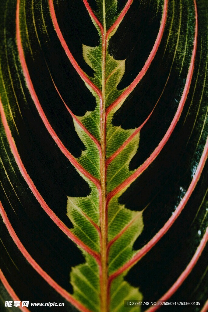 红脉绿叶植物特写