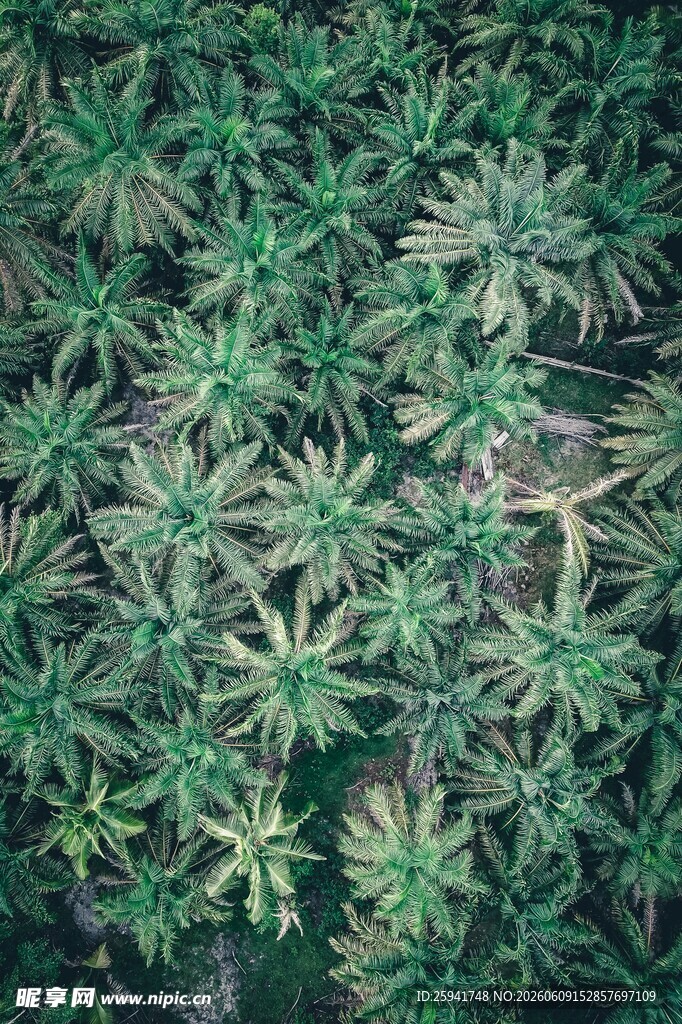 茂密的绿色植物景观