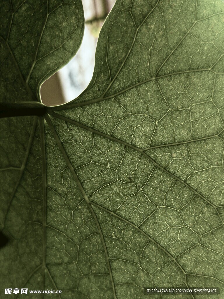 叶脉特写