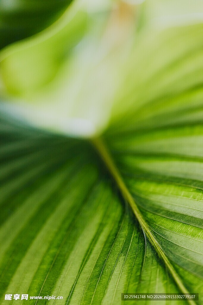 翠绿叶片纹理特写