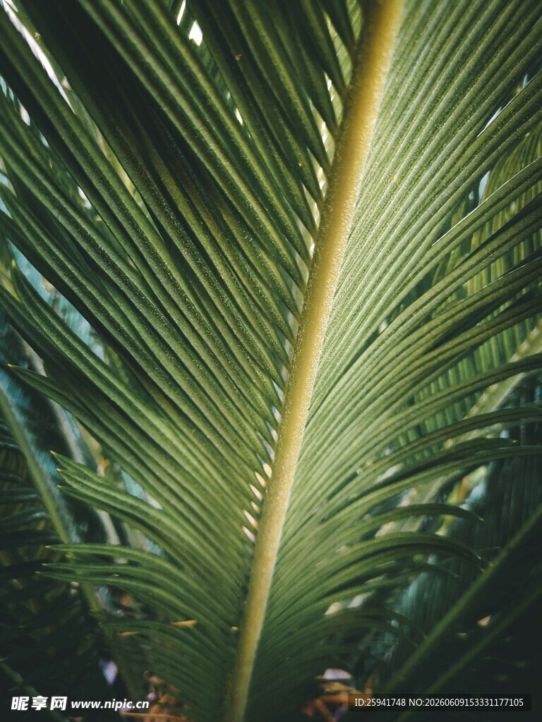 特写翠绿的棕榈叶纹理