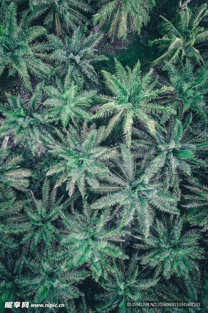 茂密翠绿的植物叶片