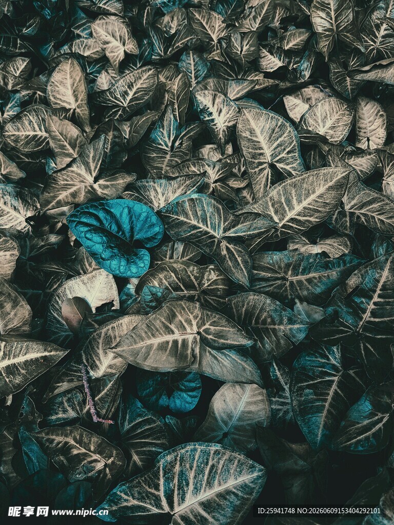 蓝叶点缀枯叶景象