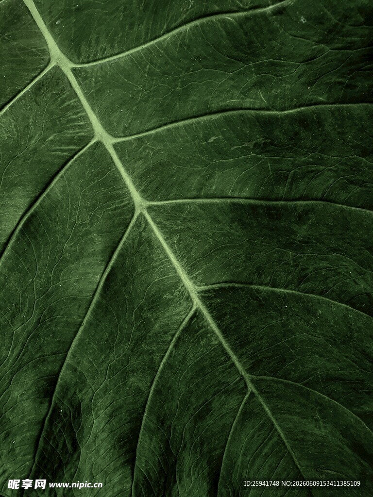深绿叶脉纹理清晰的叶片