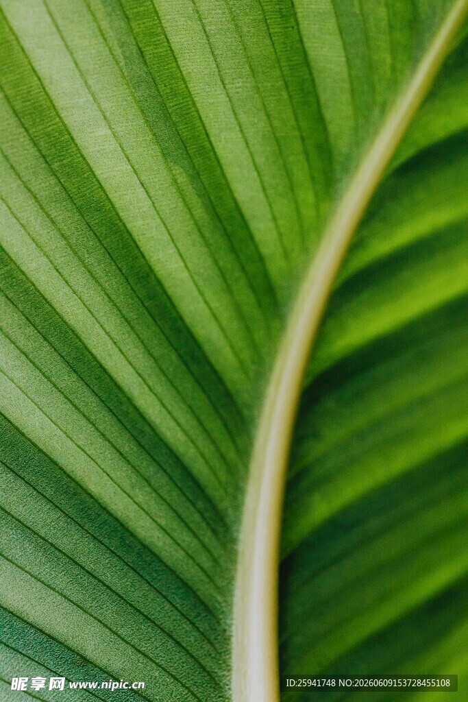 翠绿芭蕉叶特写