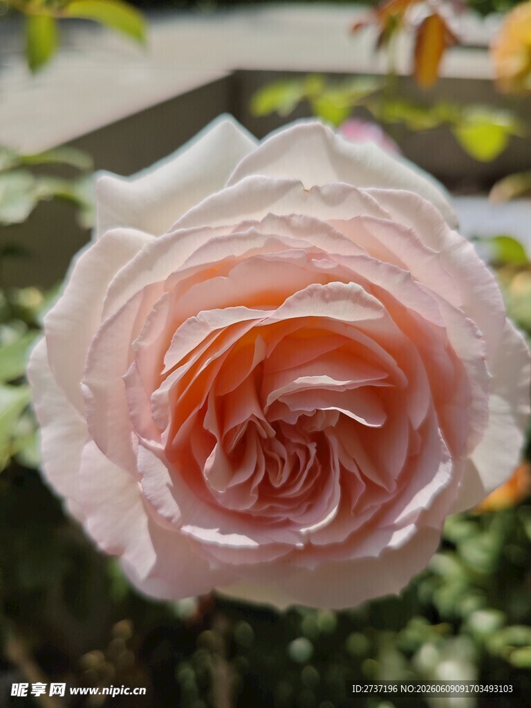 月季花