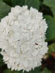 白色绣球花