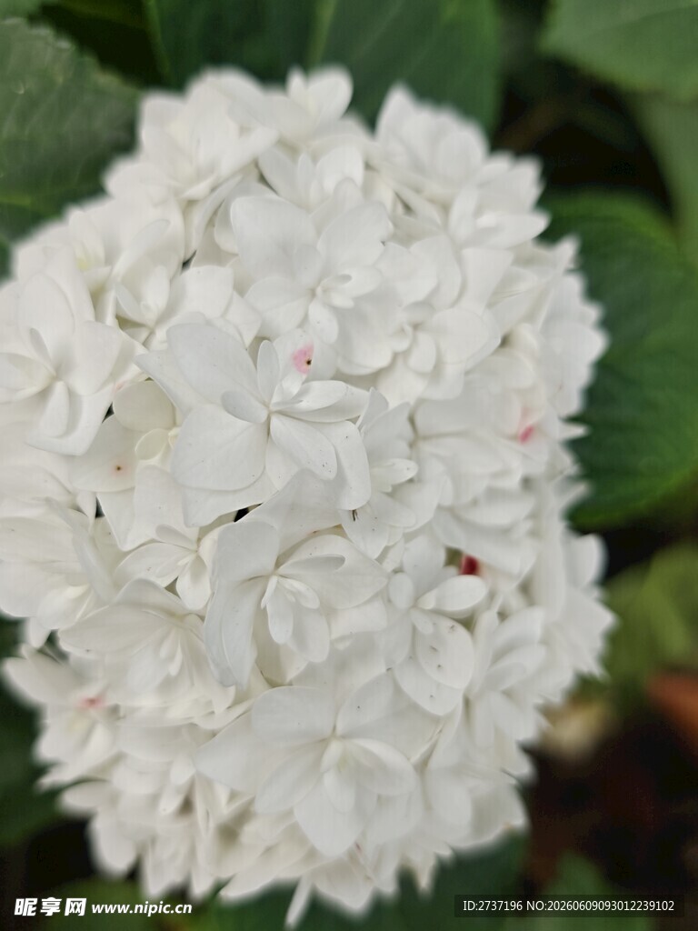 白色绣球花