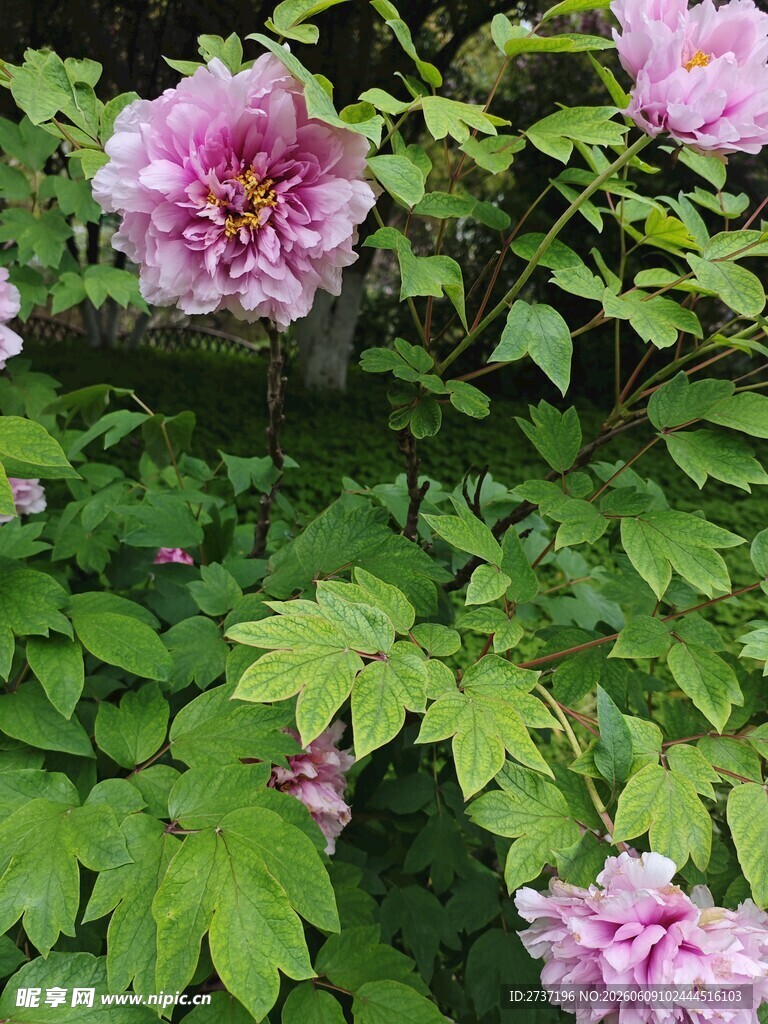 牡丹花