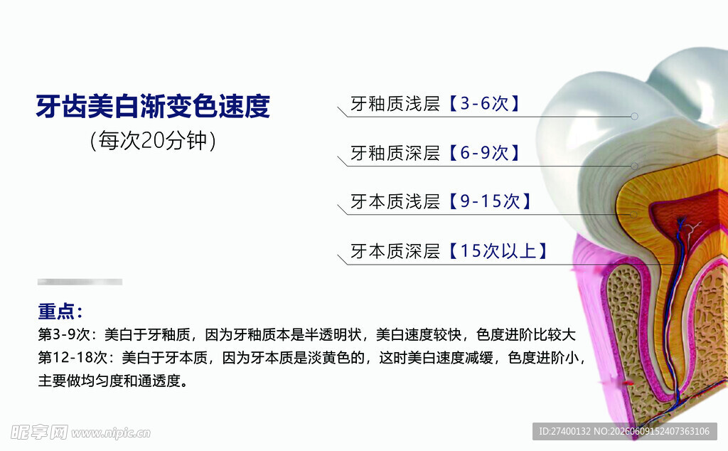 血管结构医学示意图