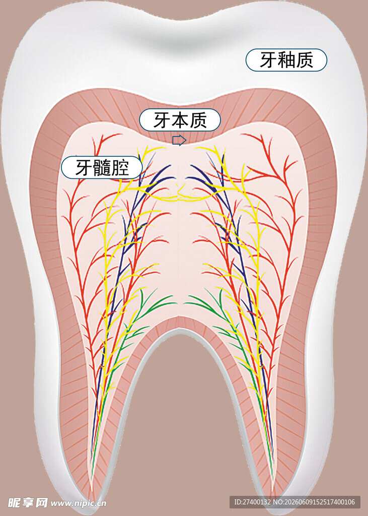 牙齿内部结构解剖示意图