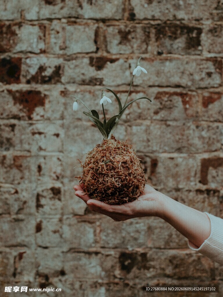 手捧植物球于斑驳砖墙前
