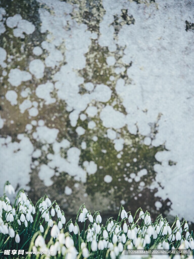雪覆绿植雪花莲绽生机